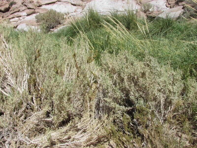 Aloysia tarapacana photo 7