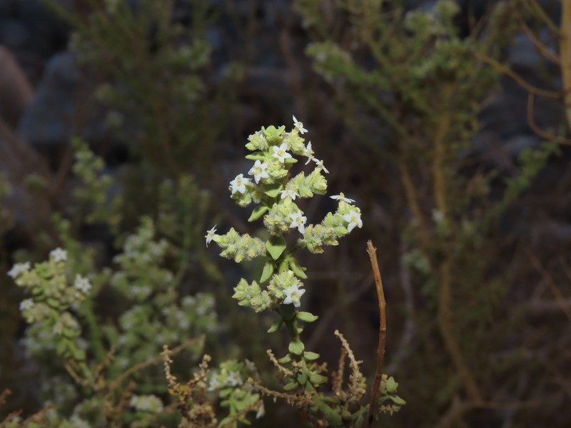 Aloysia trifida