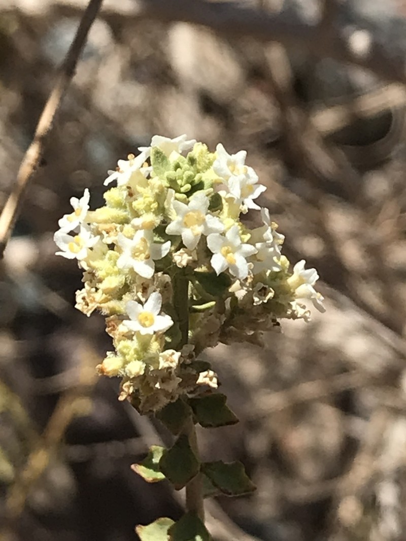 Aloysia trifida photo 2