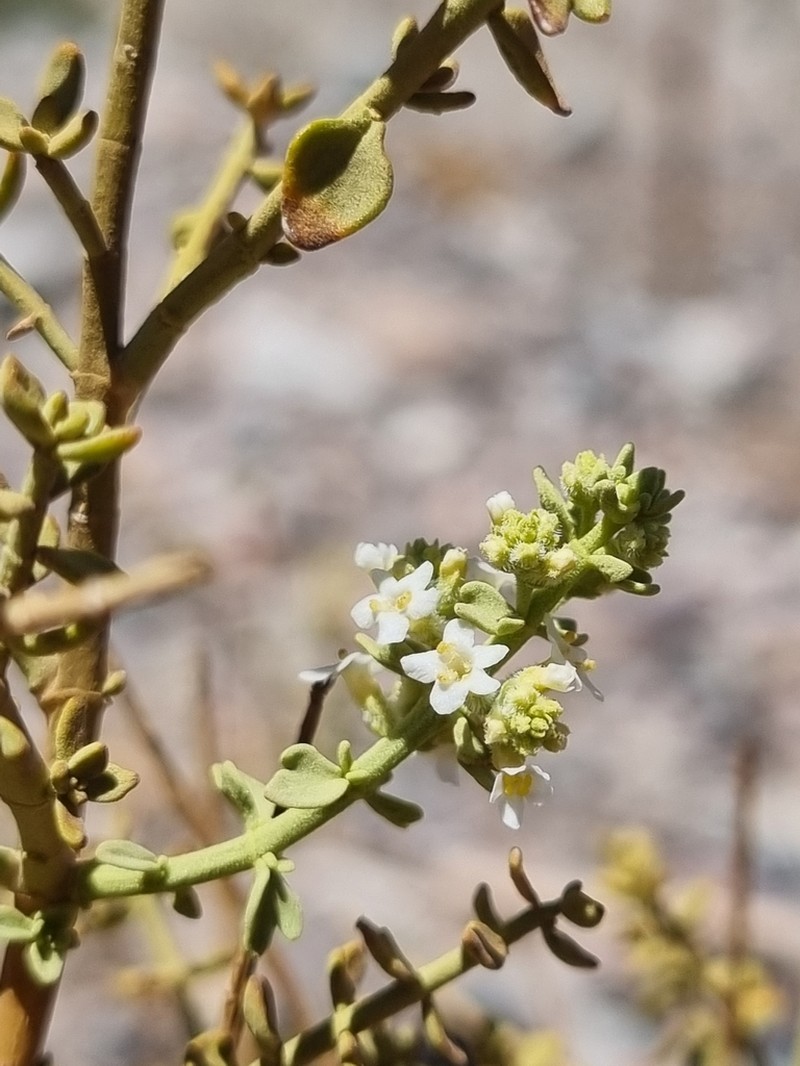 Aloysia trifida photo 3