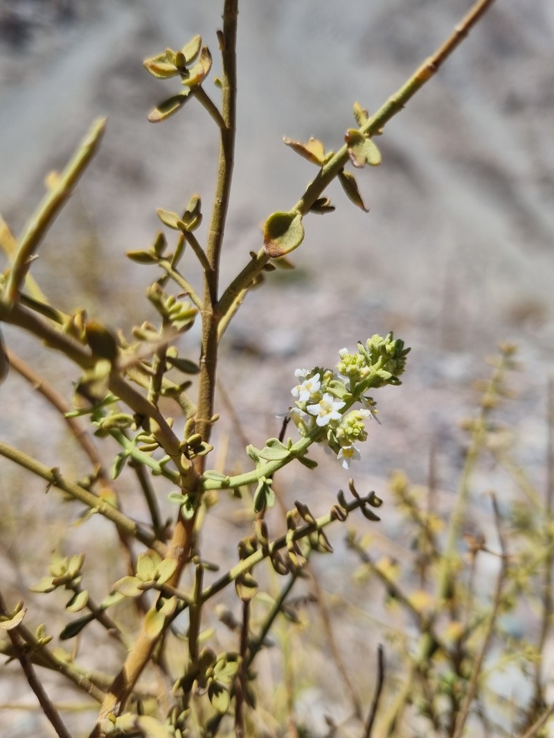 Aloysia trifida photo 5