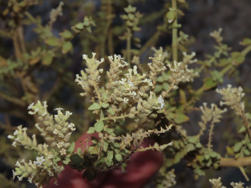 Aloysia trifida photo 6
