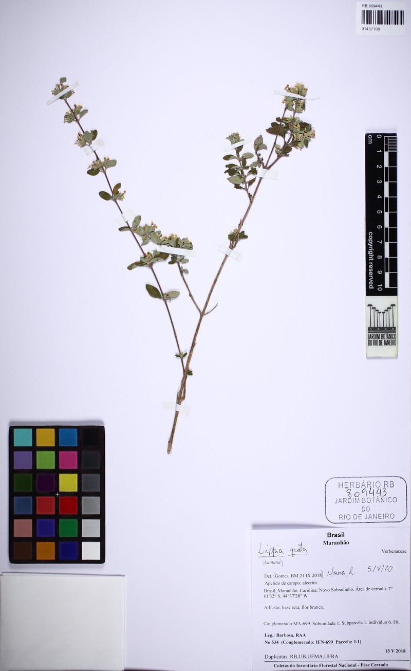 Aloysia trifida photo 7