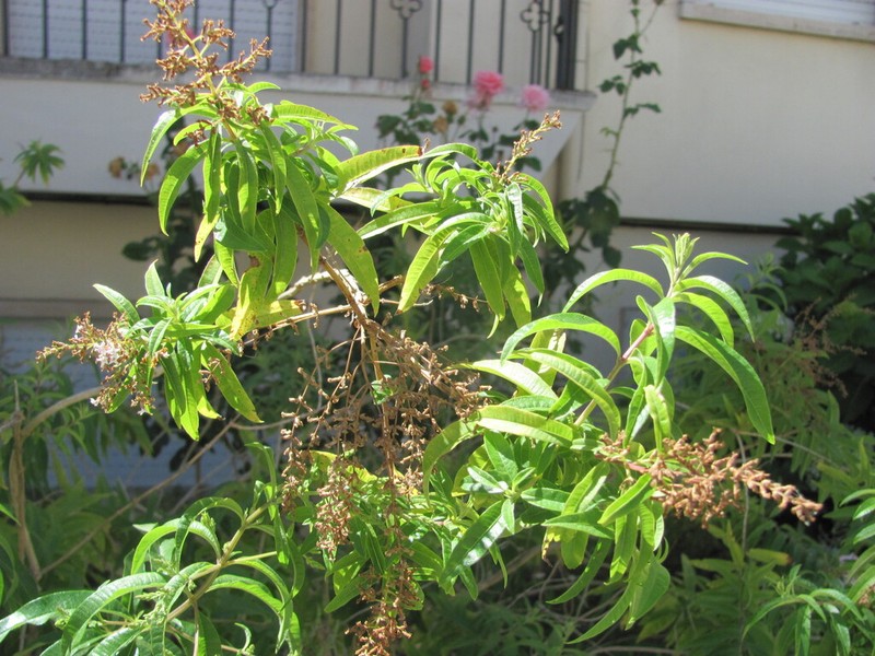 Lemon Beebrush photo 2