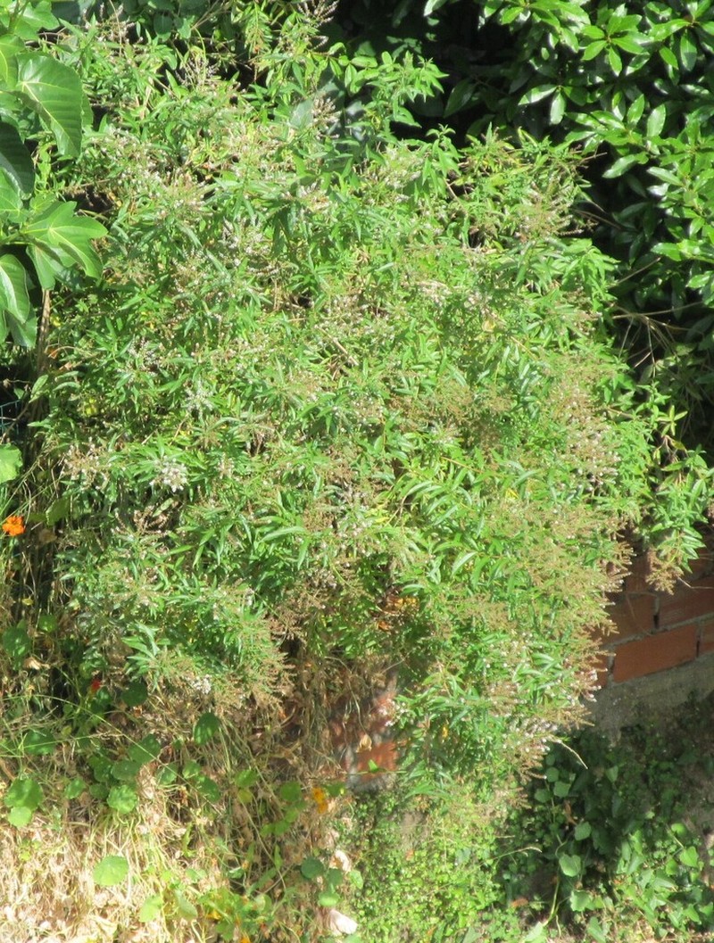 Lemon Beebrush photo 3
