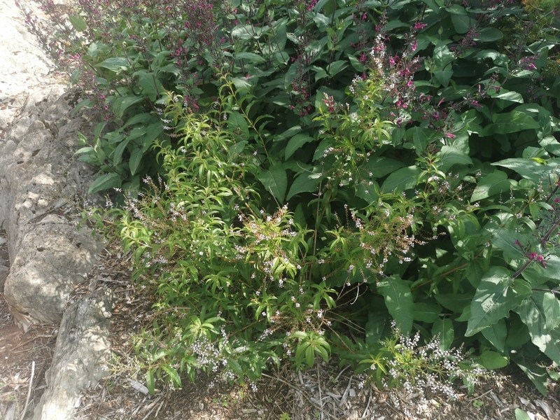 Lemon Beebrush photo 5