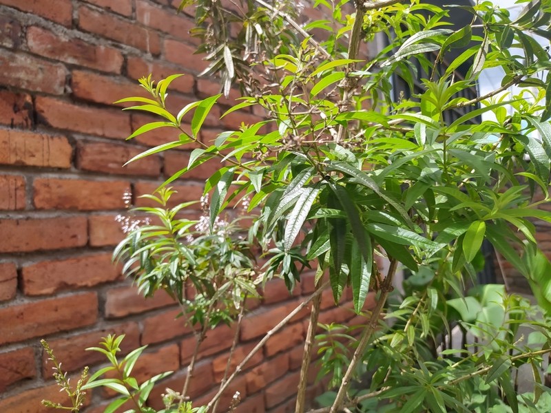 Lemon Beebrush photo 6
