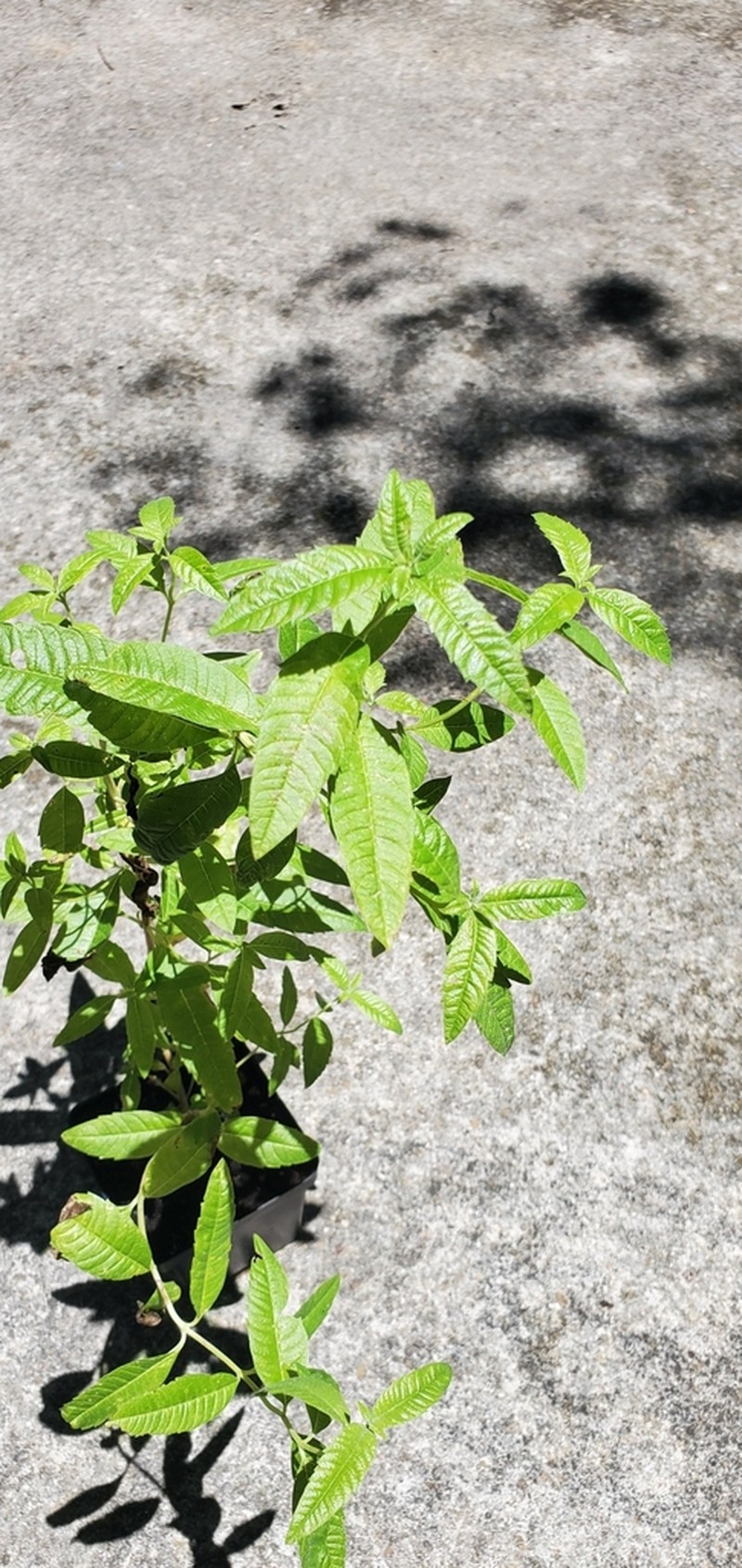 Lemon Beebrush photo 7