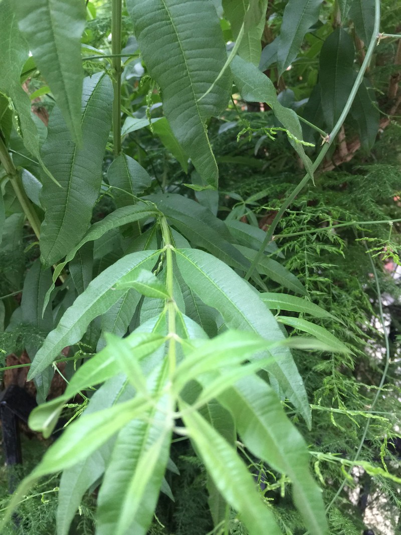 Lemon Beebrush photo 8