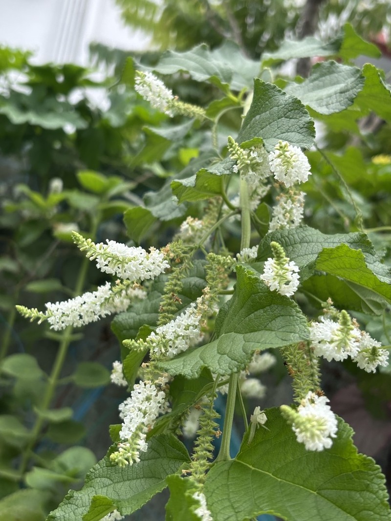 Aloysia virgata photo 2