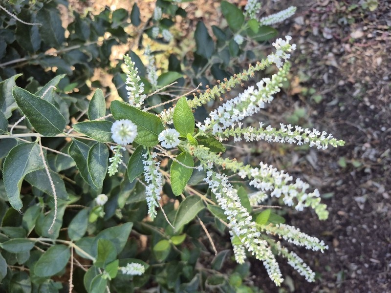 Aloysia virgata photo 3