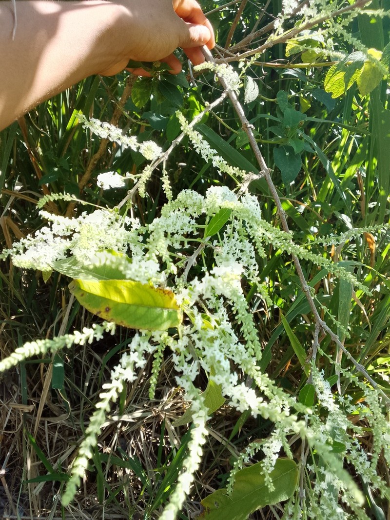 Aloysia virgata photo 4