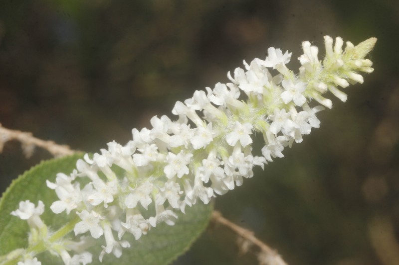 Aloysia virgata photo 5