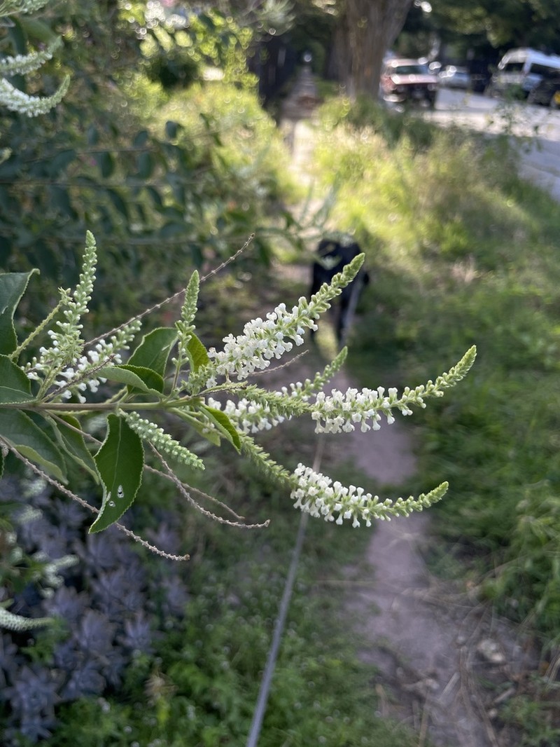 Aloysia virgata photo 6