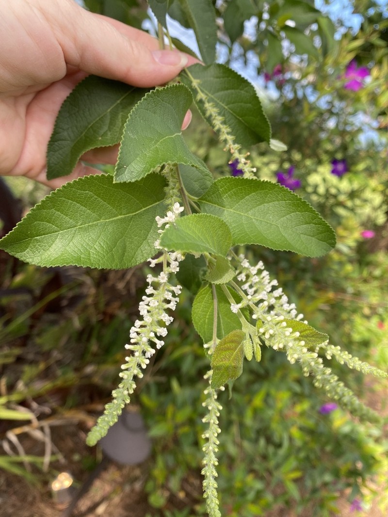 Aloysia virgata photo 7