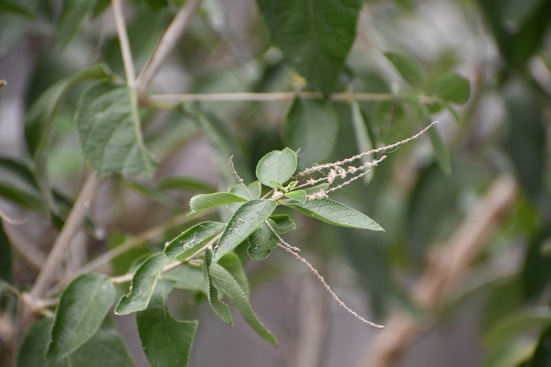 Aloysia virgata photo 8