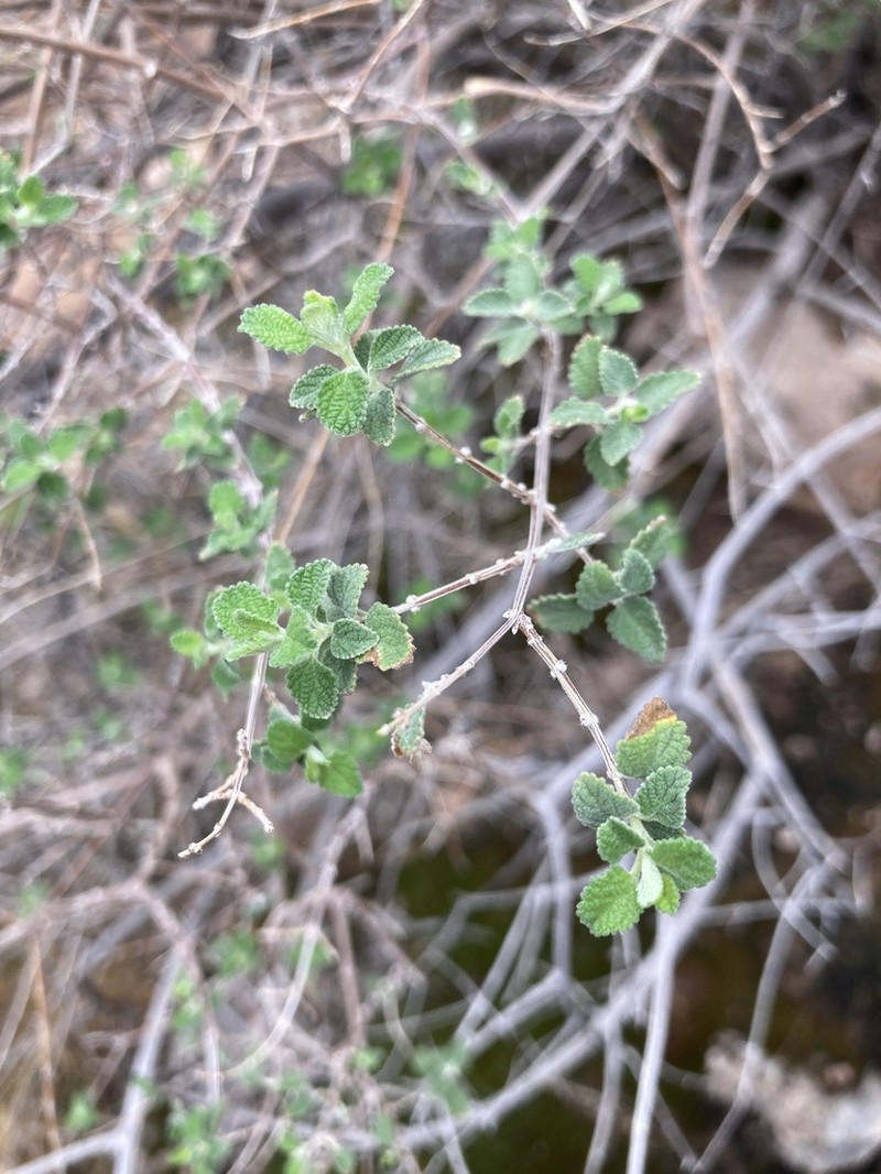 Wright's Beebrush photo 6