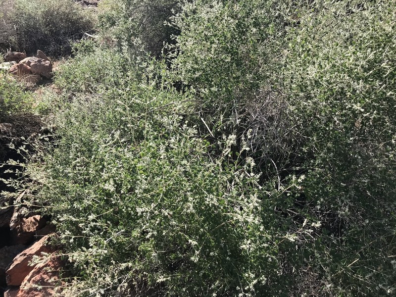 Wright's Beebrush photo 8