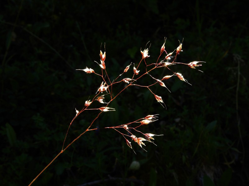 Alpagrostis alpina photo 2