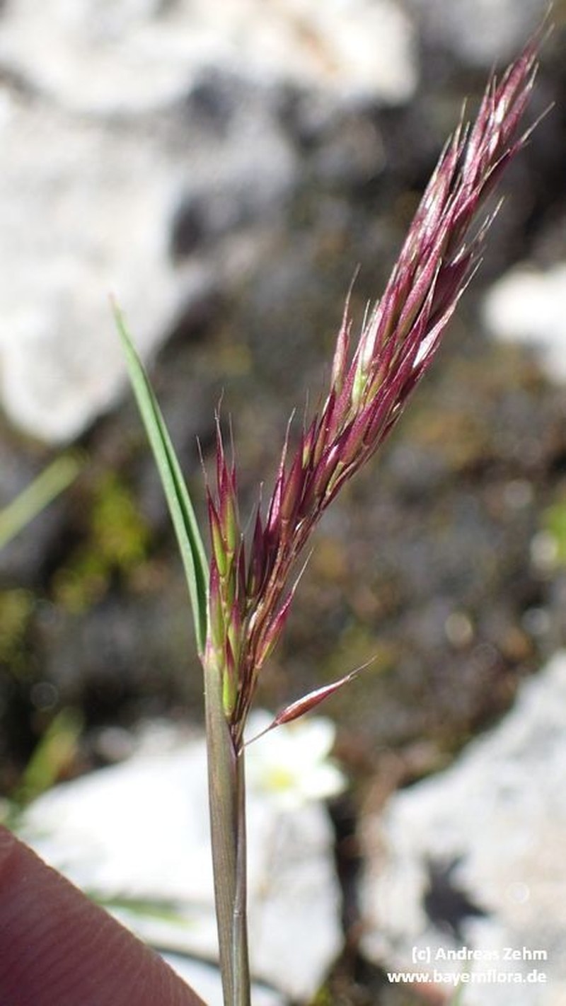 Alpagrostis alpina photo 4