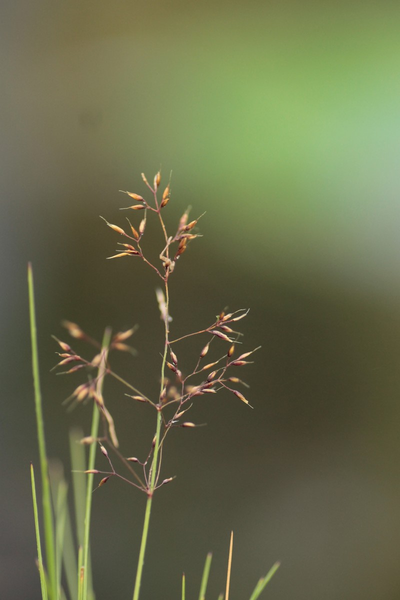 Alpagrostis alpina