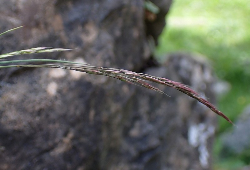 Alpagrostis schleicheri photo 2