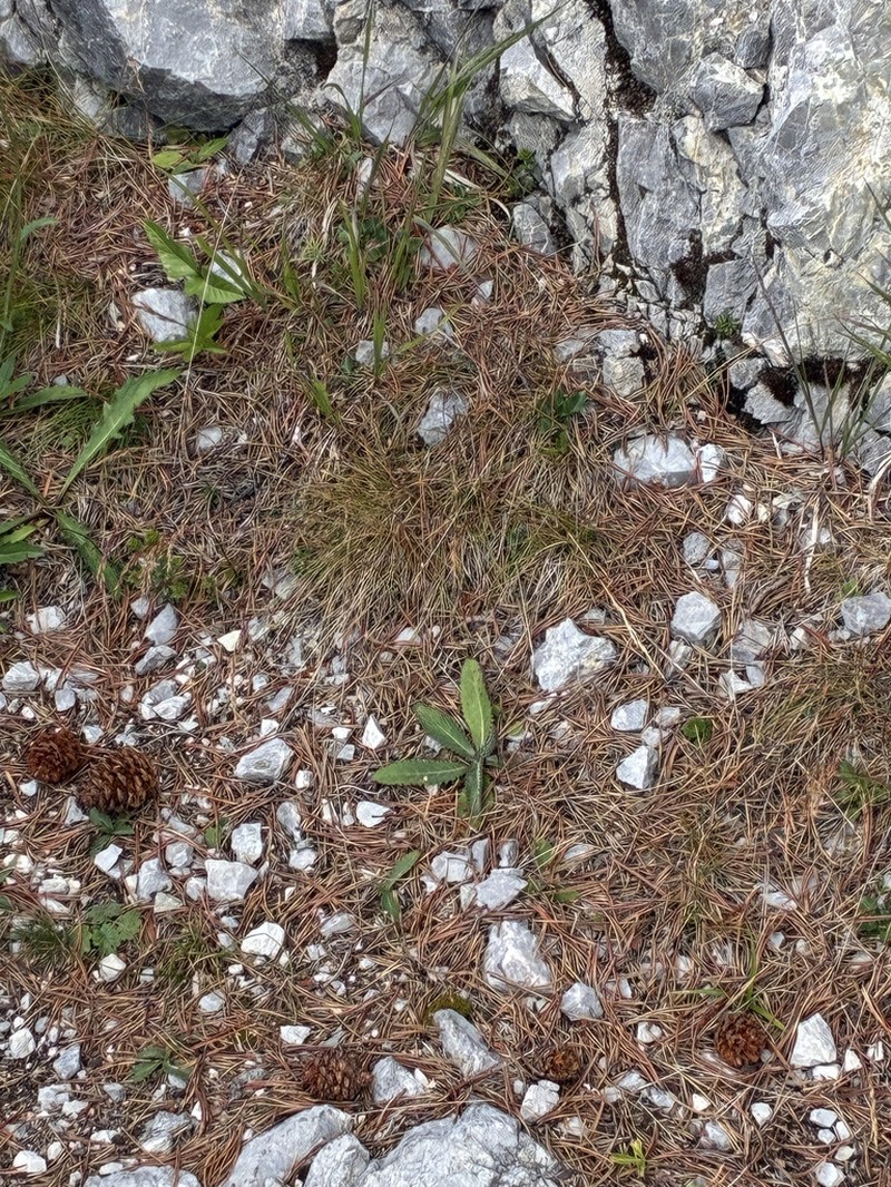Alpagrostis schleicheri photo 3