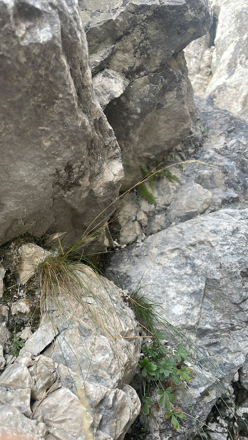 Alpagrostis schleicheri photo 4