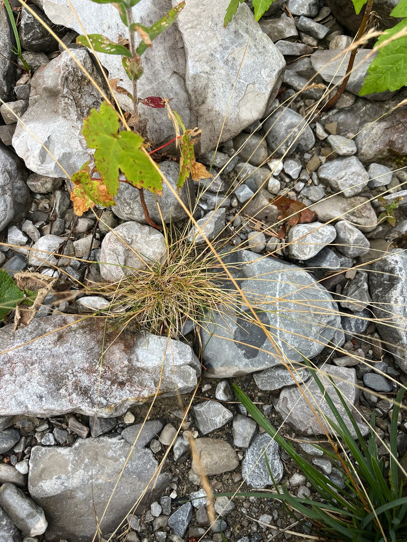 Alpagrostis schleicheri photo 5