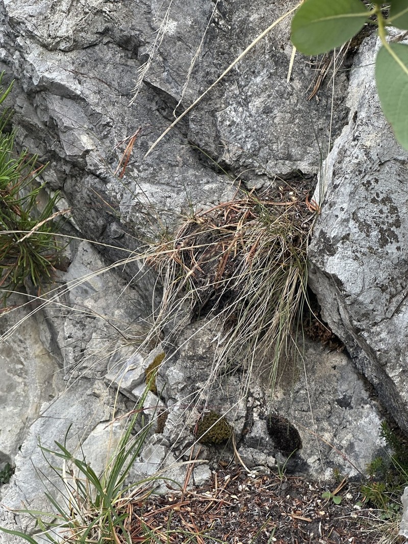 Alpagrostis schleicheri photo 7