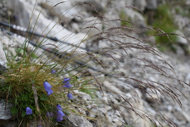 Alpagrostis schleicheri
