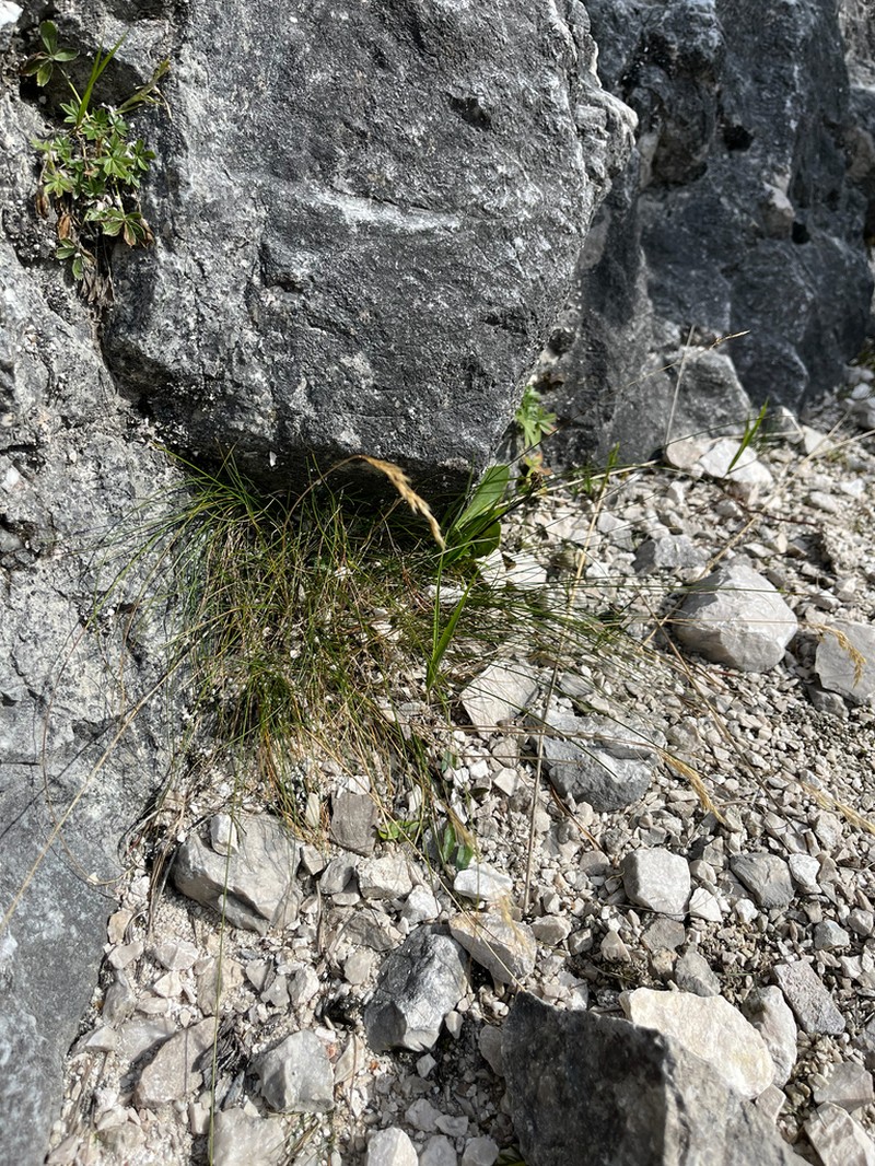 Alpagrostis schleicheri photo 2