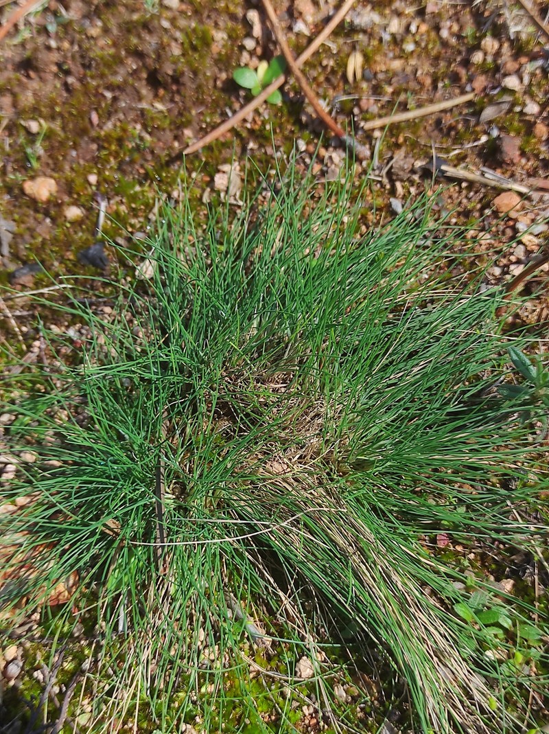 Bristle Bent