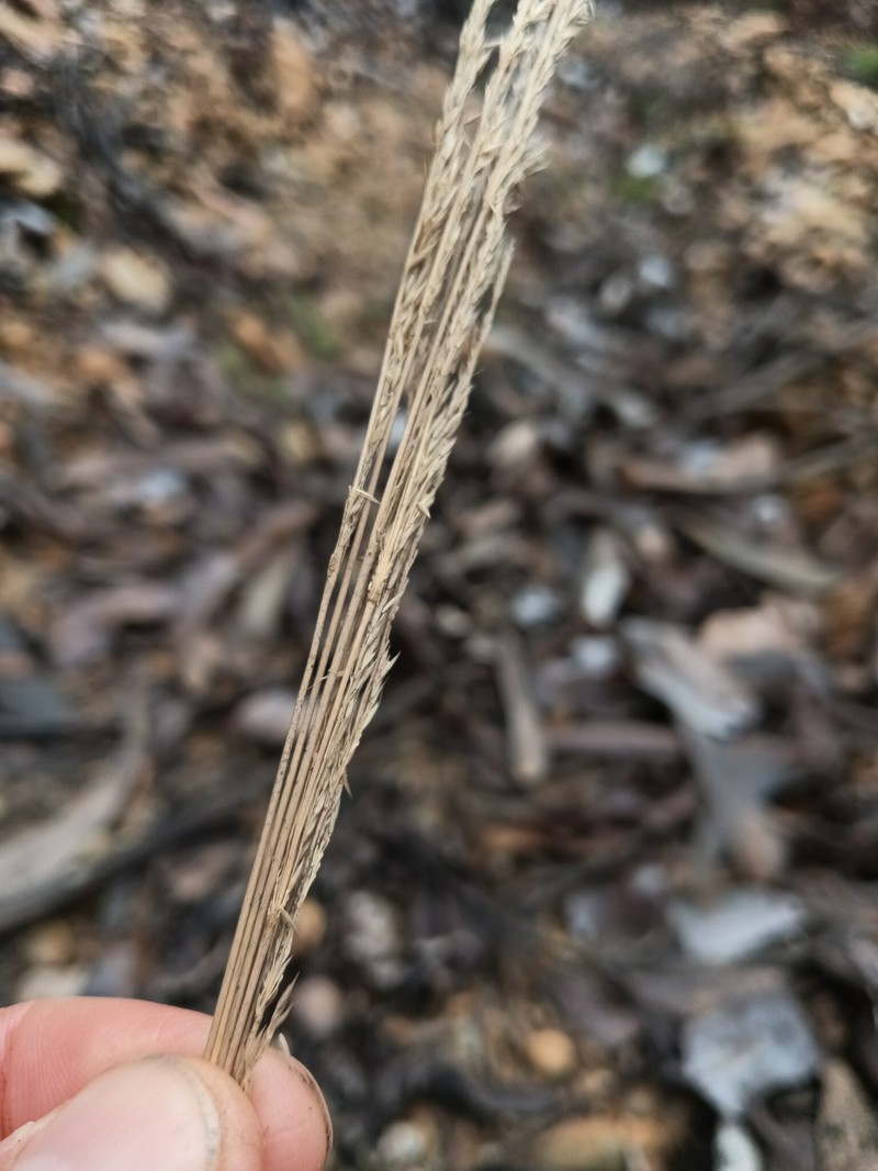 Bristle Bent photo 2