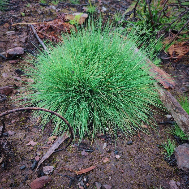 Bristle Bent photo 3