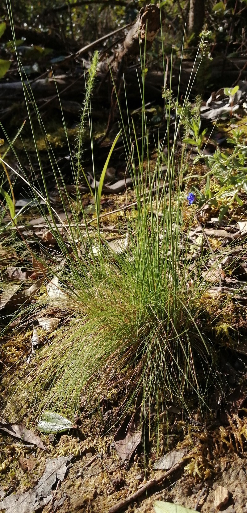 Bristle Bent photo 4