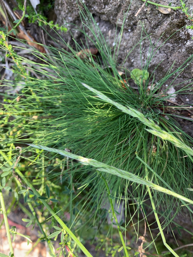 Bristle Bent photo 5