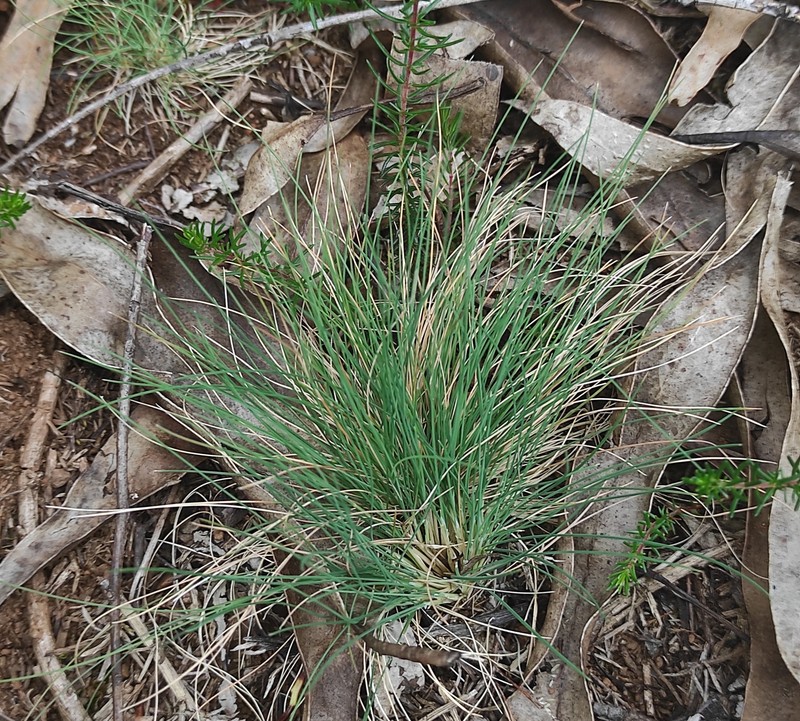 Bristle Bent photo 6