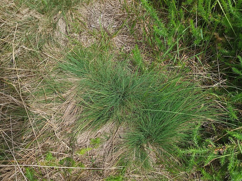 Bristle Bent photo 7