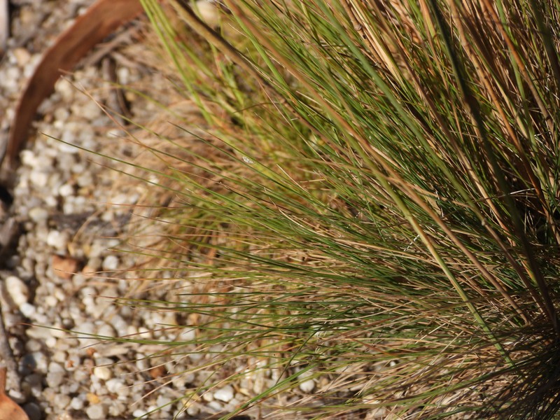 Bristle Bent photo 8