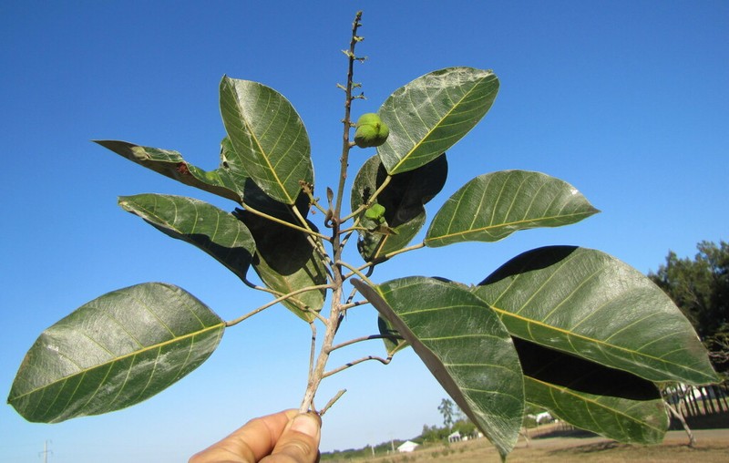 Alphandia furfuracea