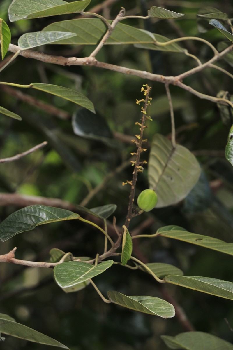 Alphandia furfuracea photo 2