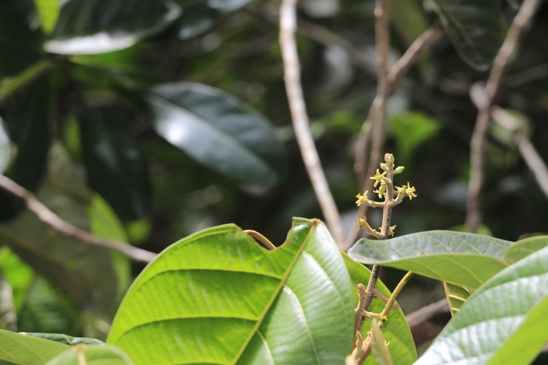 Alphandia furfuracea photo 3