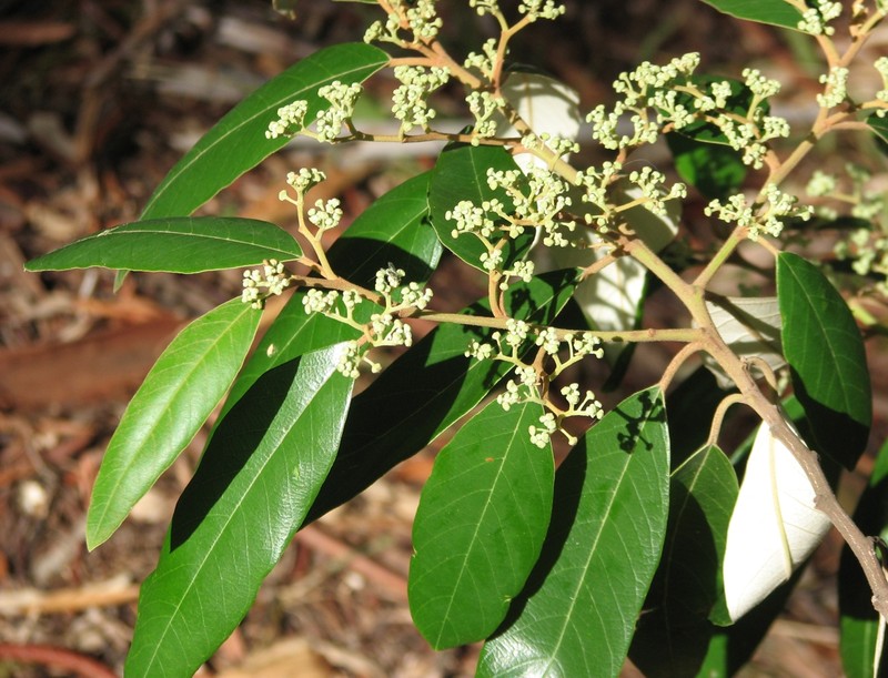 Alphitonia excelsa photo 2