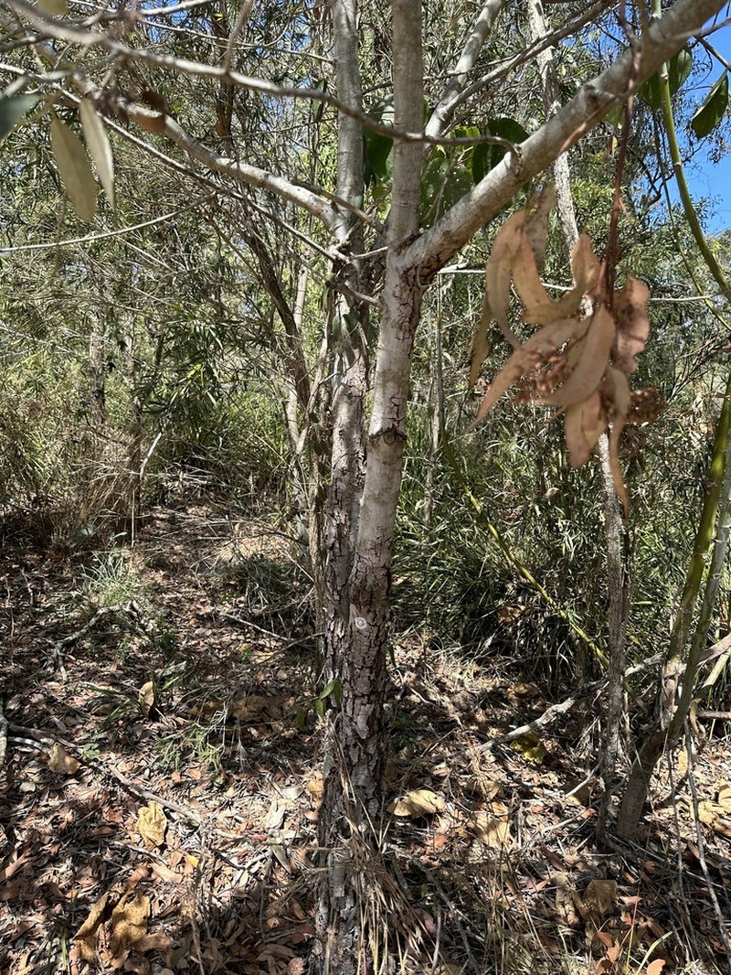 Alphitonia excelsa photo 3