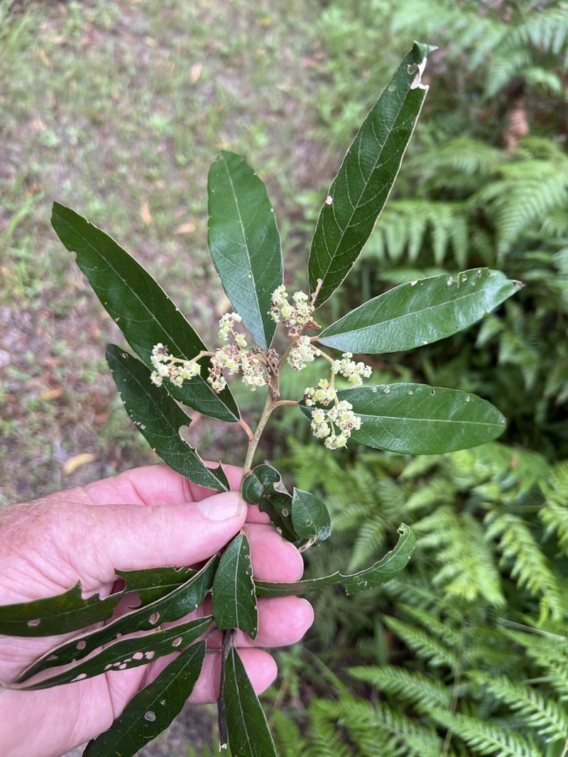 Alphitonia excelsa photo 4