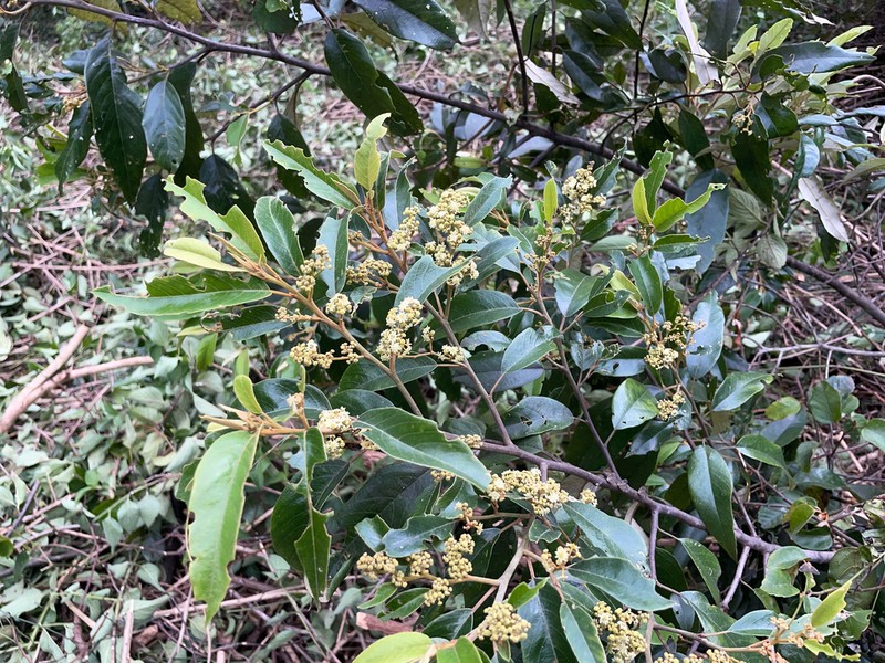 Alphitonia excelsa photo 5