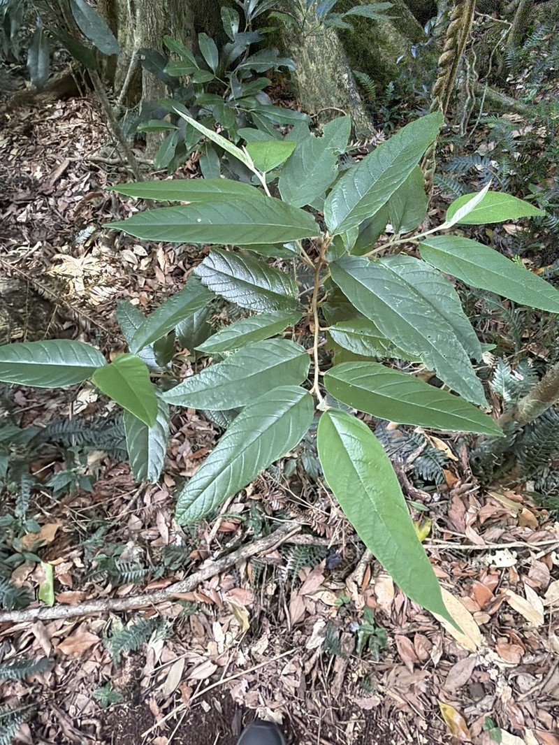 Alphitonia excelsa photo 6