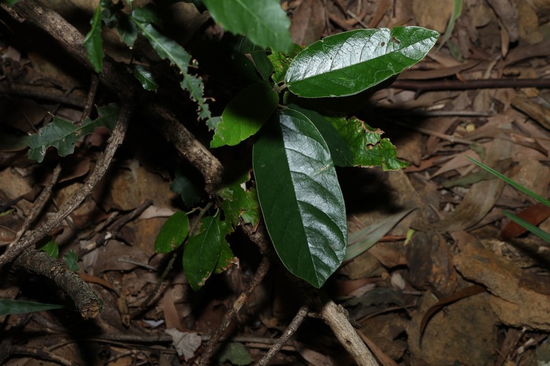 Alphitonia excelsa photo 7