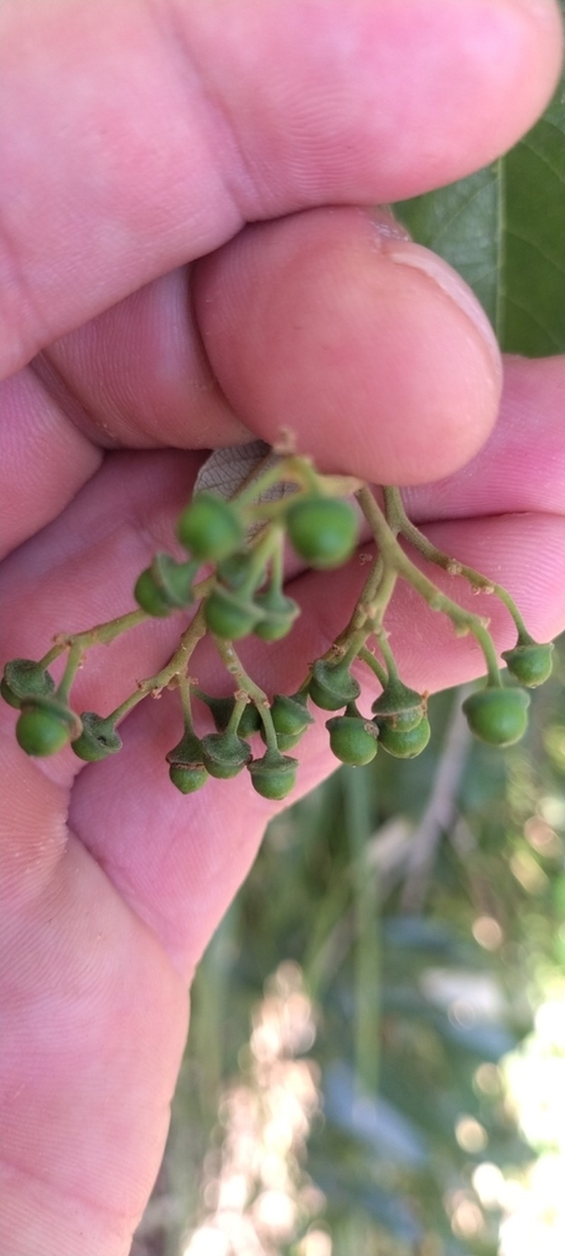 Alphitonia excelsa photo 8